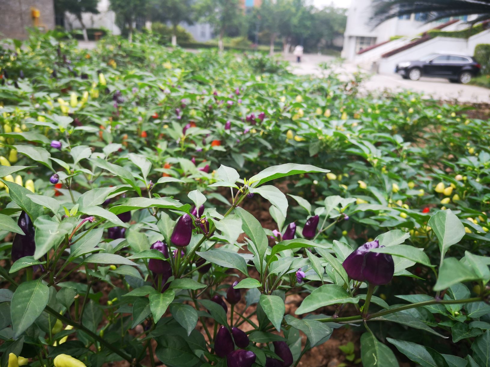 重庆医药卫生学校